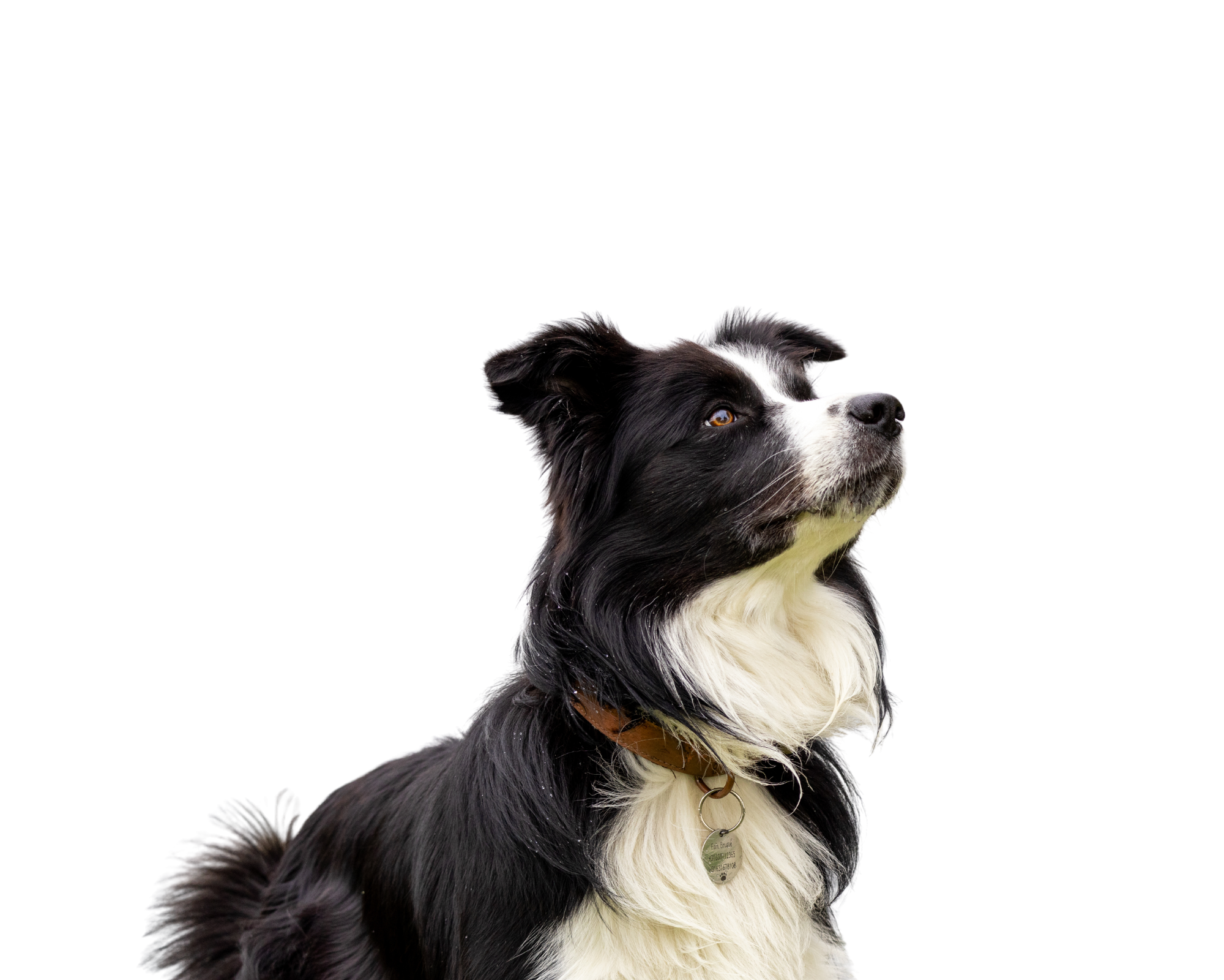 Fynn border collie