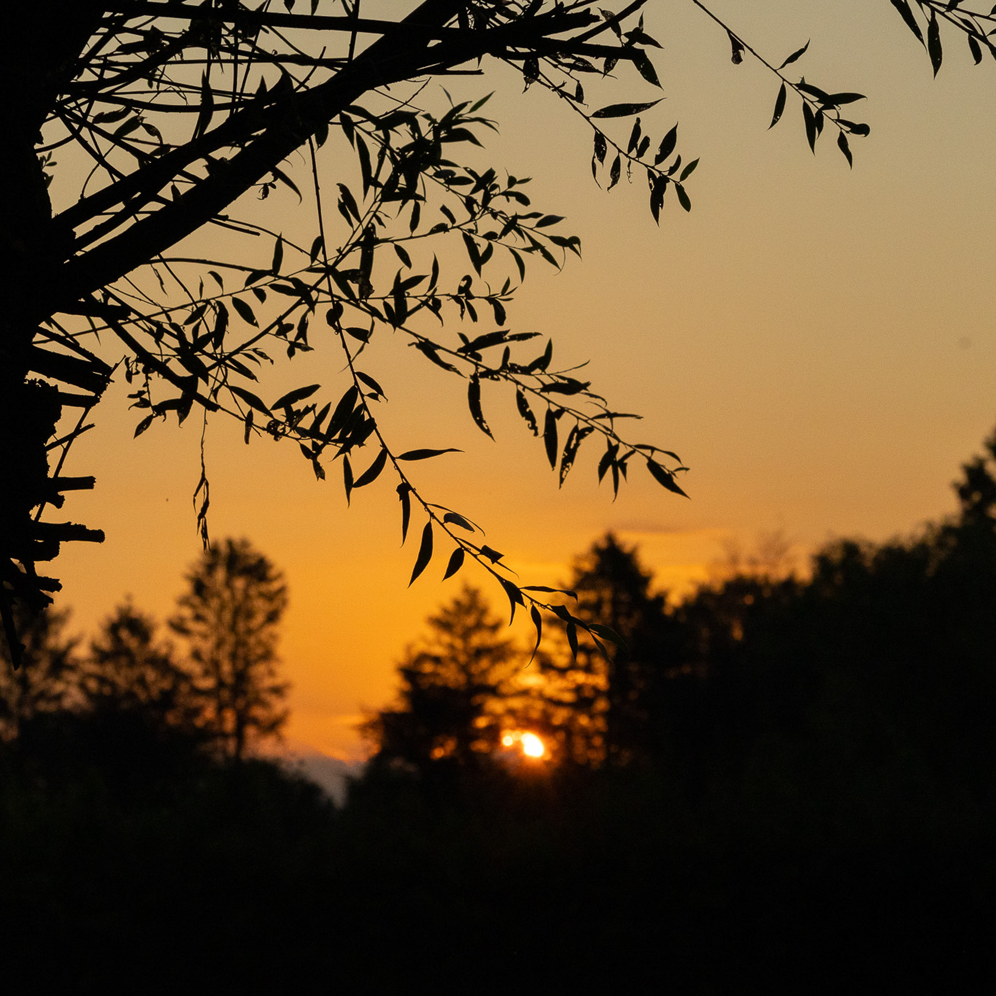 Zonsopkomst Zonsopkomst in Schijndel