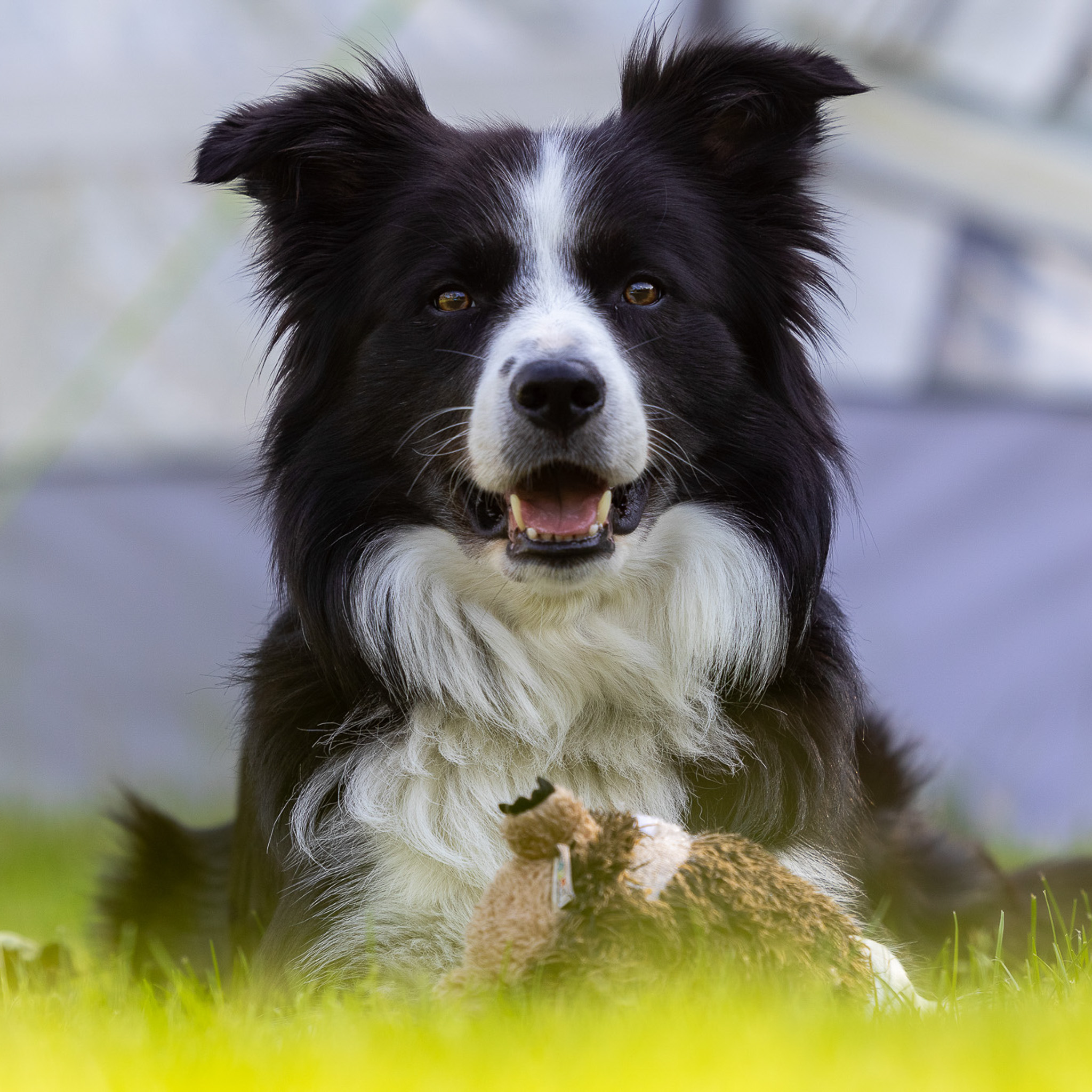 Fynn Border collie, Fynn